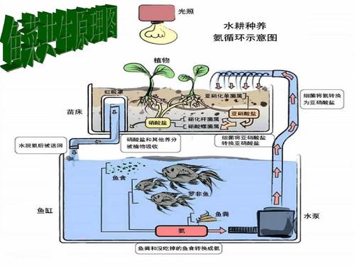 鱼缸的生态_鱼缸的生态系统